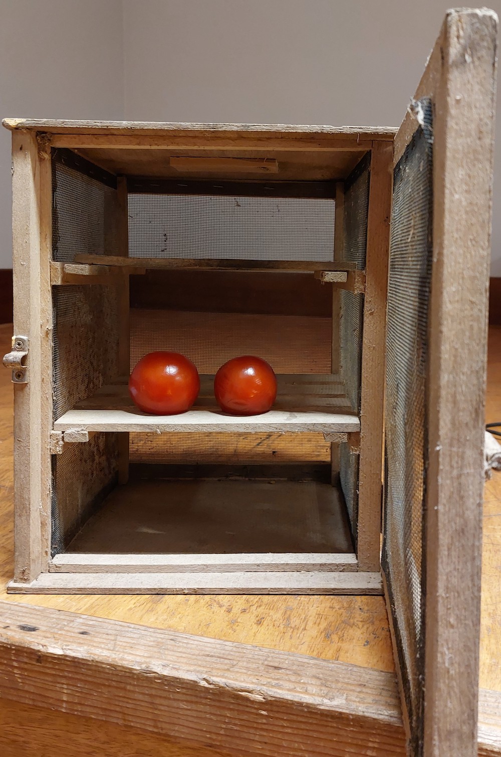 Tomates de la marque tomates du Mont-Saint-Michel achet&eacute;es le 3 mars, puis plac&eacute;es dans un ancien garde-manger, garde-manger plac&eacute; dans un endroit frais. Le 30 mai, elles commencent &agrave; fl&eacute;trir. Des tomates cultiv&eacute;es en pleine terre seraient &agrave; cette date impropres &agrave; la consommation.